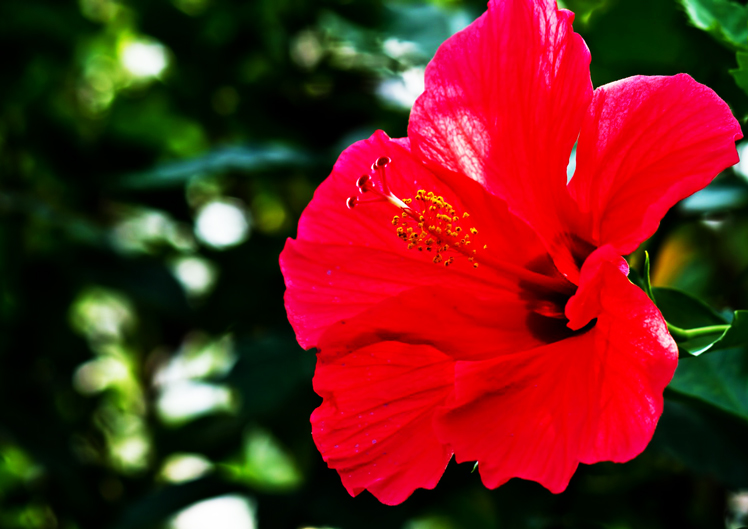 ハイビスカス満登江鮨